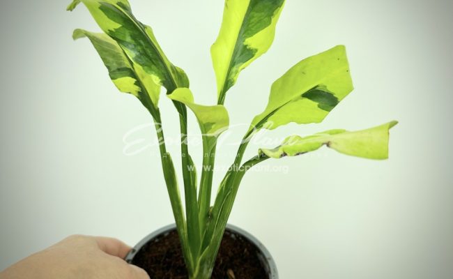 spathiphyllum Sensation Golden Edged ex Singapore narrow leaf mutation