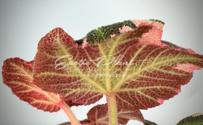 begonia soli mutata variegated