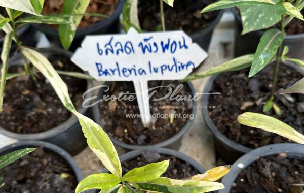 barleria lupulina variegated / барлерия люпулина вариегатная 40
