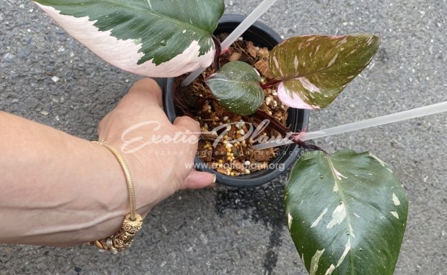 Philodendron Pink King