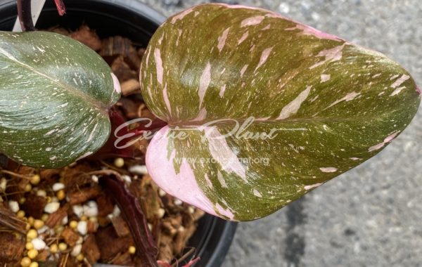 Philodendron Pink King 200