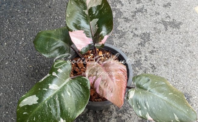 Philodendron Pink Princess Marble King