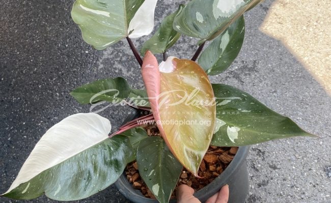 Philodendron Red Anderson big 110