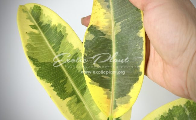 ficus elastica narrow leaf variegated