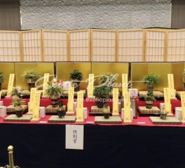 75-я ежегодная национальная выставка неофинетий в Японии, май 2024