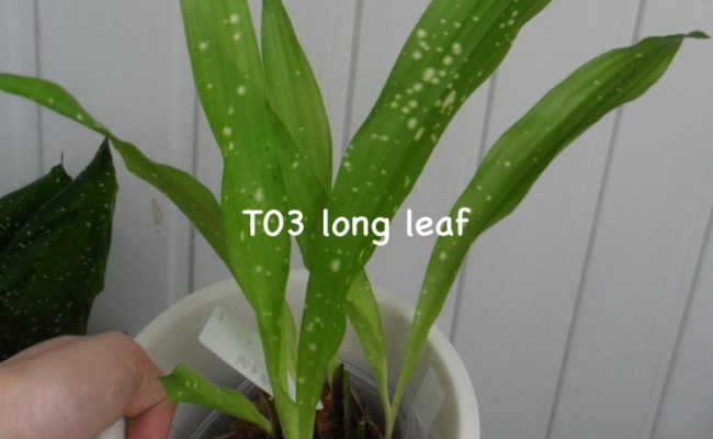 Aspidistra sp.(T03) long leaf (wider than T02)