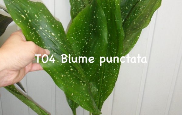 Aspidistra sp.(T04) Blume punctata