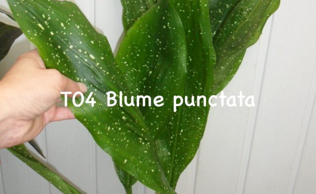 Aspidistra sp.(T04) Blume punctata