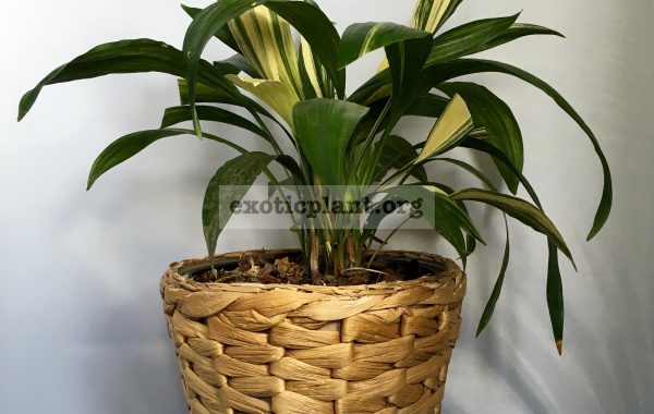 Aspidistra sp.(T07) variegata dwarf form