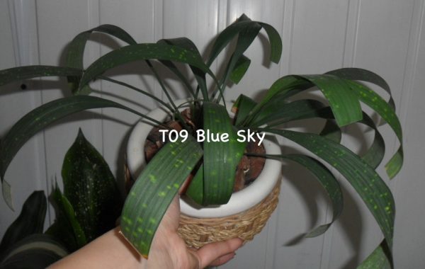 Aspidistra sp.(T09) Blue Sky