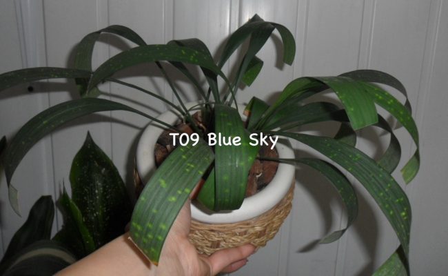 Aspidistra sp.(T09) Blue Sky