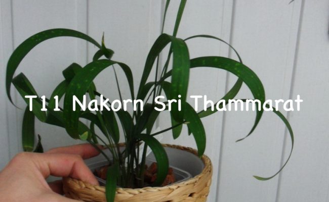Aspidistra sp.(T11) Nakorn Sri Thammarat(NST)
