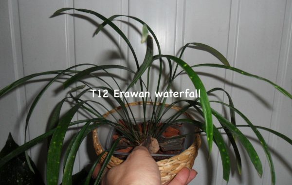 Aspidistra sp.(T12) Erawan waterfall
