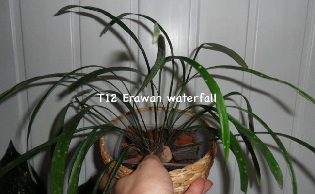 Aspidistra sp.(T12) Erawan waterfall