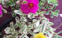 portulaca-oleracea-variegated-20