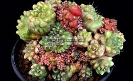 mammilaria-bocasana-fred