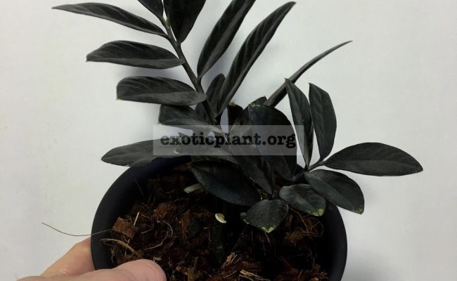 zamioculcas-black-leave