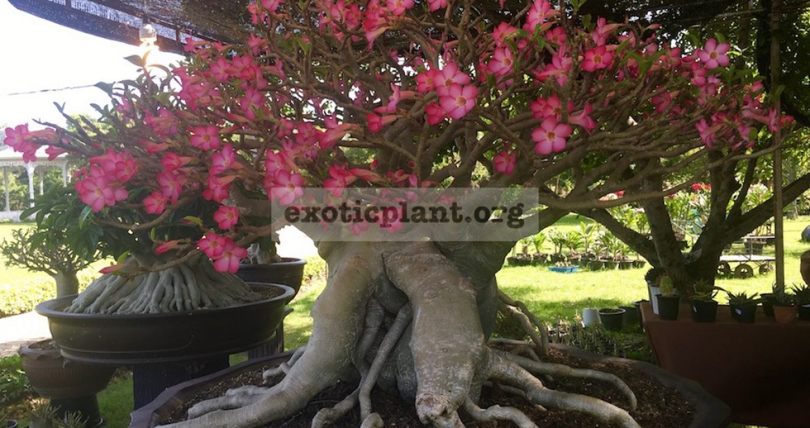 Adenium cataloque page / Адениумы, каталог