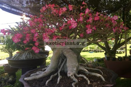Adenium cataloque page / Адениумы, каталог