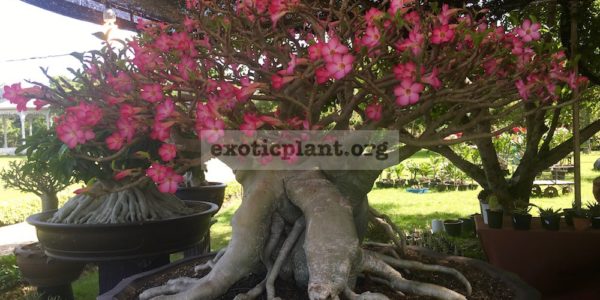 Adenium cataloque page / Адениумы, каталог