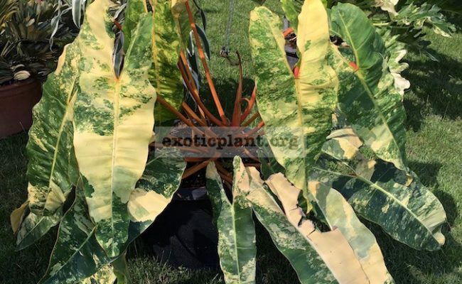 philodendron-billetae-variegated