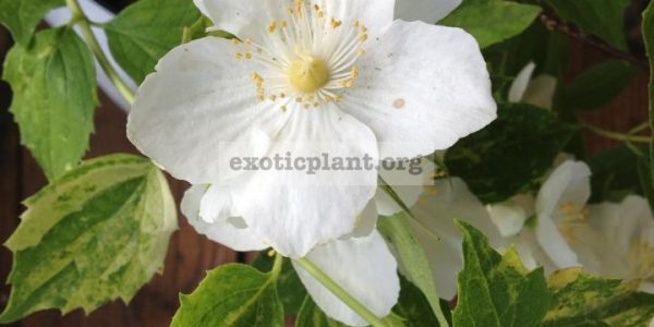 Philadelphus Innocence