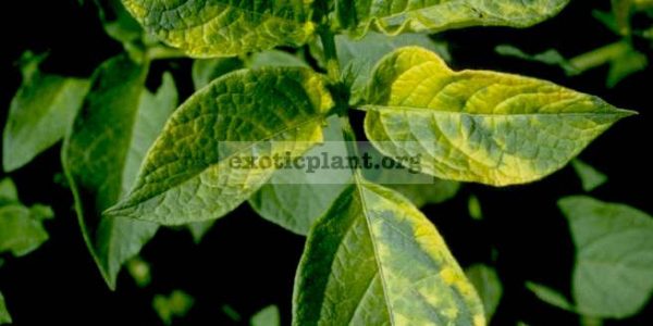 tomato mosaic-virus
