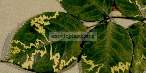rose-mosaic-virus
