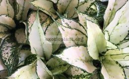 Aglaonema Siam Paragon 20