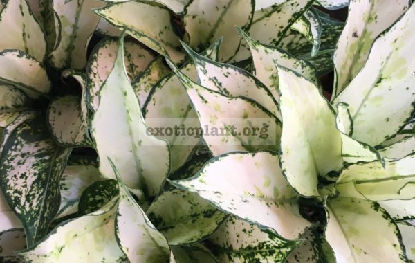 Aglaonema Siam Paragon 20