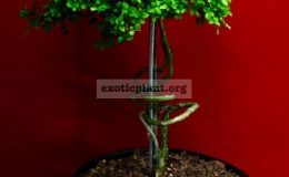 micromurraya Golden Leave