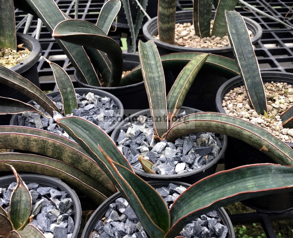sansevieria halli group 131 hallii Pink Bat and 152.2 hallii Blue Bat  and 132.1 affnis hallii Pink Bat clone 1 and 152.1 hallii Super Blue  Bat and 140 Green Bat | EXOTIC PLANT