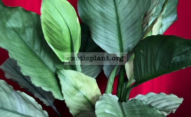 Spathiphyllum blandum ‘Spilt Milk’
