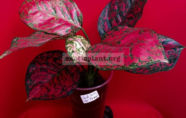 aglaonema Suk Som Jai Pong 3000 - очень темный красный цвет, ее продают еще под имеем Black Mango