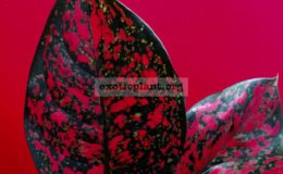 aglaonema Suk Som Jai Pong 3000 – очень темный красный цвет, ее продают еще под имеем Black Mango