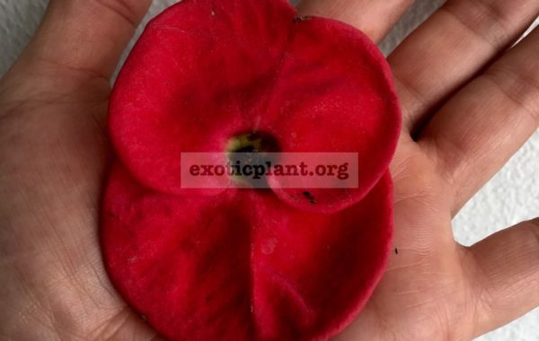 Euphorbia Ruay Jang Lei