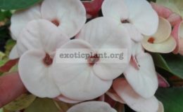 euphorbia pale