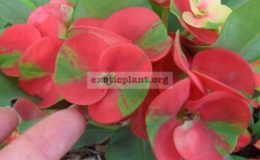 euphorbia red&green
