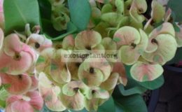 euphorbia salmon&green