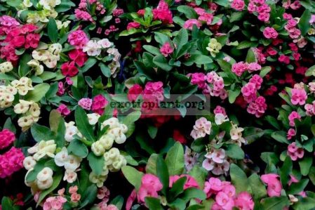 Euphorbia cataloque page / Эуфорбия, молочай, каталог