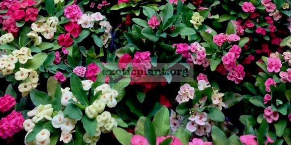 Euphorbia cataloque page / Эуфорбия, молочай, каталог