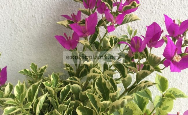 Bougainvillea multigrafted variegated #11 1800 – фото до опадения листьев
