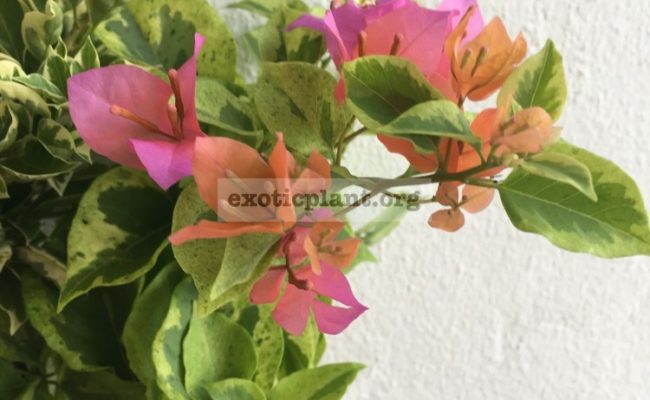Bougainvillea multigrafted variegated #11 1800 – фото до опадения листьев