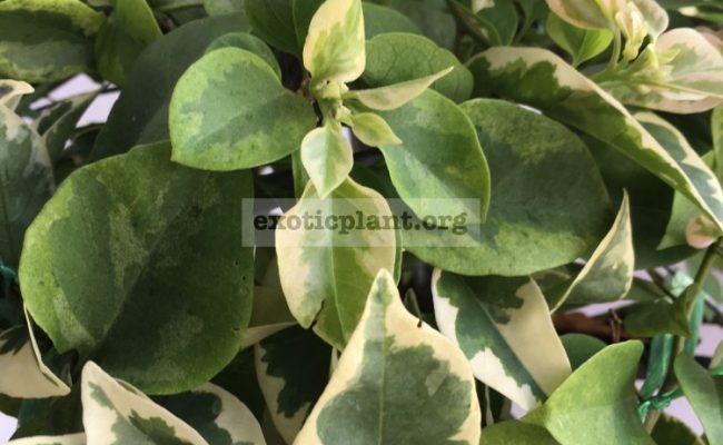 Bougainvillea multigrafted variegated #15 1200 – фото до опадения листьев