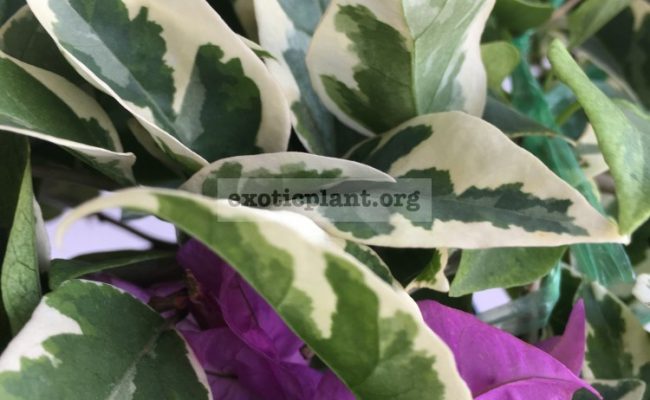 Bougainvillea multigrafted variegated #15 1200 – фото до опадения листьев