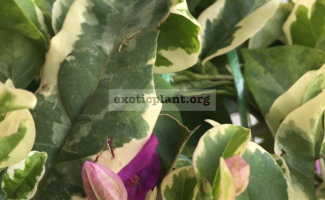 Bougainvillea multigrafted variegated #15 1200 – фото до опадения листьев