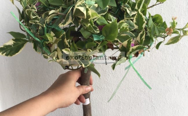 Bougainvillea multigrafted variegated #15 1200 – фото до опадения листьев