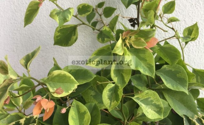 Bougainvillea multigrafted variegated #16 1800 – фото до опадения листьев