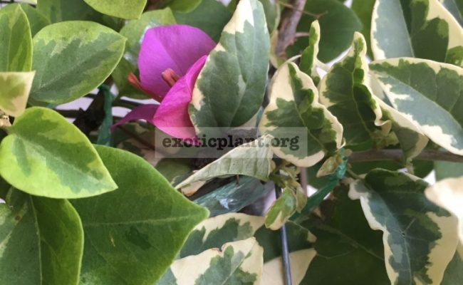 Bougainvillea multigrafted variegated #16 1800 – фото до опадения листьев