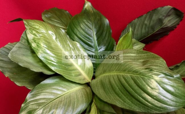 Spathiphyllum cv Spilt Milk